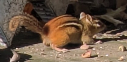 Eastern Chipmunk