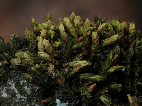 Nyholmiella obtusifolia observed 2026-10-13