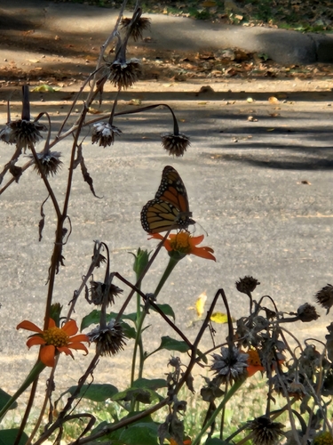 Monarch
