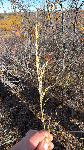 Calamovilfa longifolia, 2026-10-13