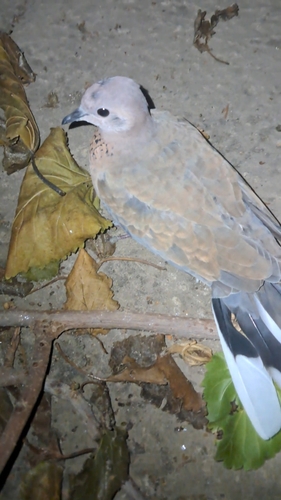 Laughing Dove