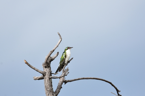 iNaturalist image