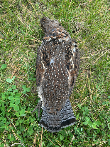Ruffed Grouse