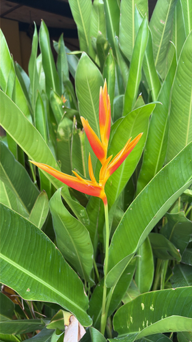 Heliconia acuminata observed 2026-10-13