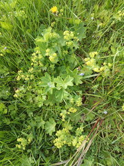 Alchemilla subcrenata