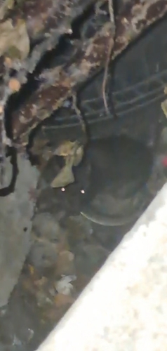 Brown Rat