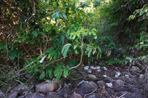 Didymopanax morototoni, 2026-09-23