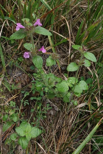 Wild Basil