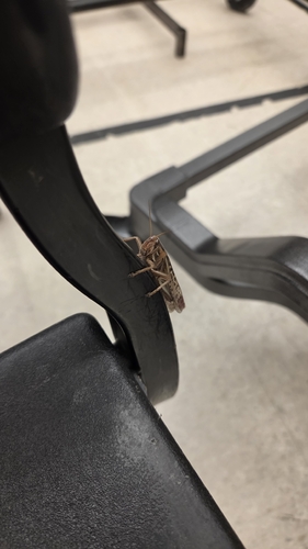 American Bird Grasshopper