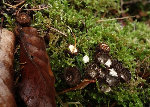 fluted bird's nest fungus