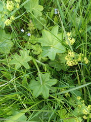 Alchemilla subcrenata