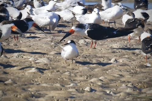 Common Tern observed by plawrynpx