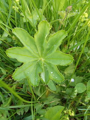 Alchemilla subcrenata