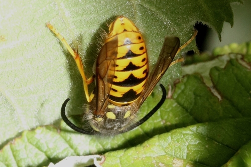 German Yellowjacket