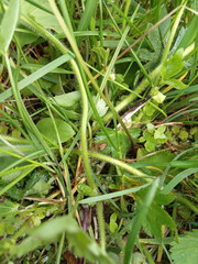 Alchemilla subcrenata