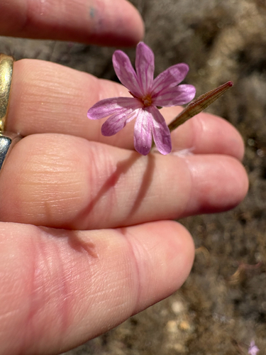 Panicled Willowherb seen in Sonoma Valley