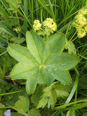 Alchemilla subcrenata
