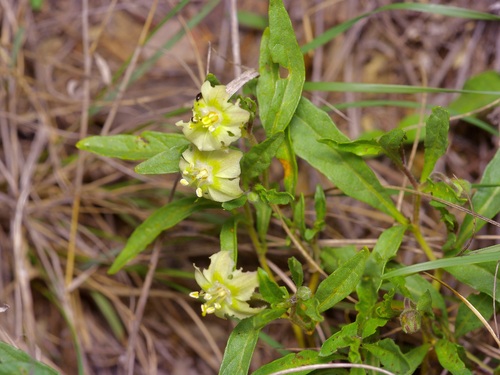 Edwards Plateau Five-Eyes