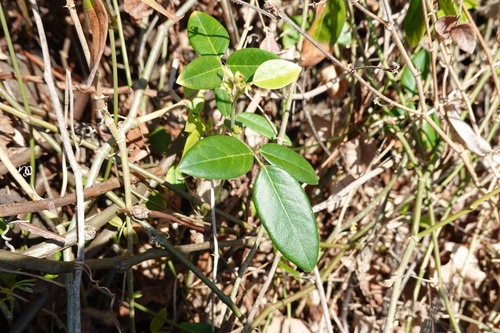 Clitoria falcata observed 2026-09-23