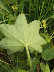 Alchemilla subcrenata