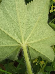 Alchemilla subcrenata