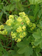 Alchemilla subcrenata