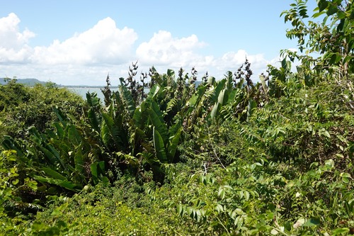 Phenakospermum guyannense observed 2026-09-23