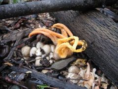 Pseudocolus fusiformis