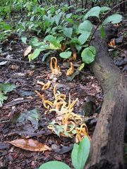 Pseudocolus fusiformis