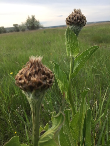 Image of Rhaponticum Altaicum (Rhaponticum altaicum) by (c) Елена Патерикина, some rights reserved (CC BY)