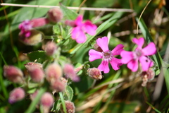 Silene acutifolia