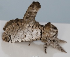 Inguromorpha basalis