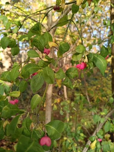 Spindle