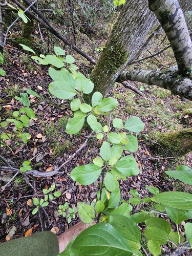 common buckthorn