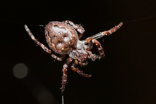 Walnut Orbweaver