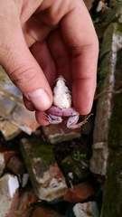 Leptodactylus latinasus