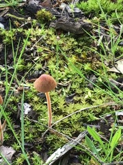 Fungi