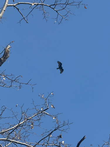 Turkey Vulture