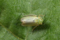 Graphocraerus ventralis