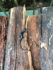 Plethodon metcalfi