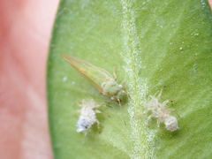 Psylla buxi