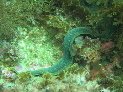 Gymnothorax mordax