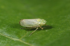 Graphocraerus ventralis