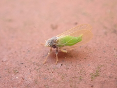 Psylla buxi