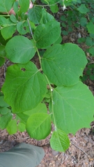Styrax grandifolius