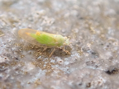 Psylla buxi