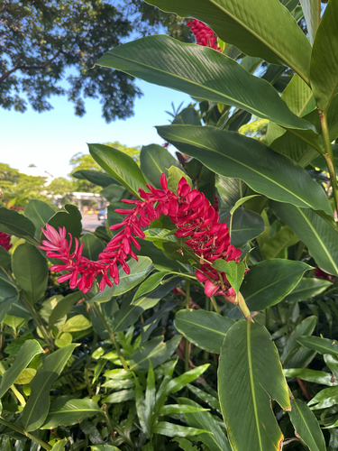 Alpinia, 2026-10-13
