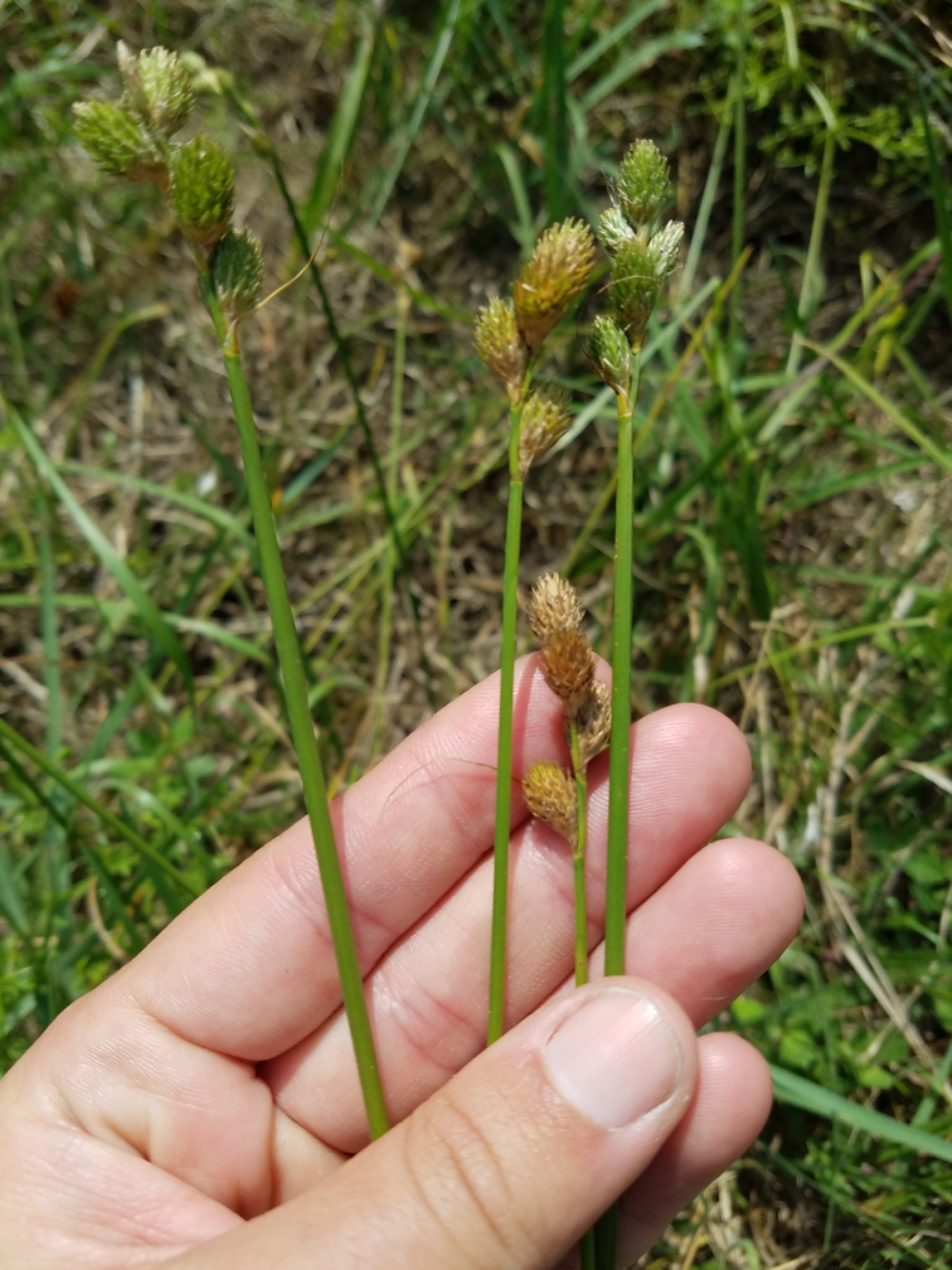 Carex vexans