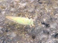Psylla buxi