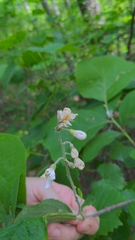 Styrax grandifolius